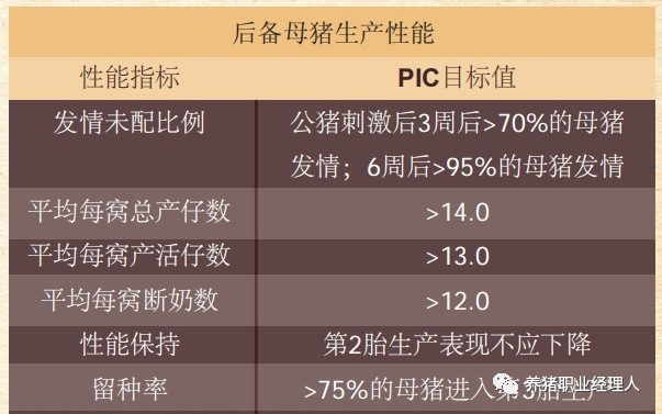 后备母猪饲养管理关键点