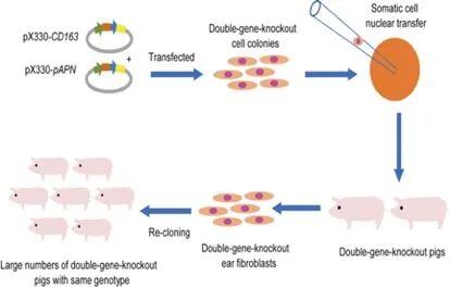 重磅！中国农业科学院获全球首例抗三种重大疫病猪