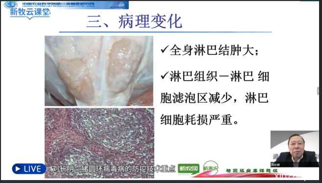 刘长明：猪圆环病毒病死亡率可达40%，免疫失败有3大原因