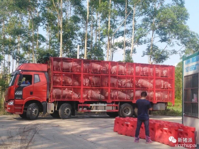 深圳速度！京基智农徐闻项目正式投产，100万头生猪产能正在兑现