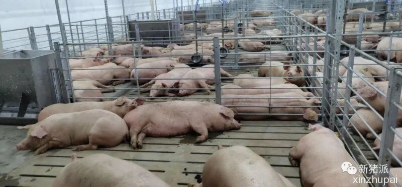 深圳速度！京基智农徐闻项目正式投产，100万头生猪产能正在兑现