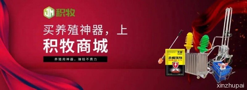 存栏母猪2000头、满是黑科技！德兴北欧农场升级版内部构造曝光