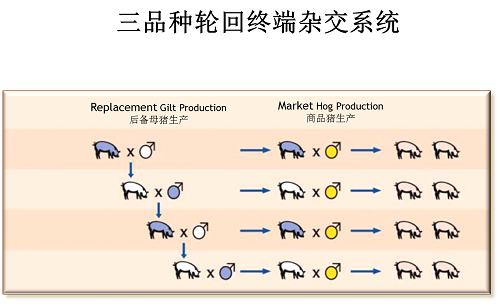 李学伟：后非瘟时代，不光要好“种”，选配也至关重要