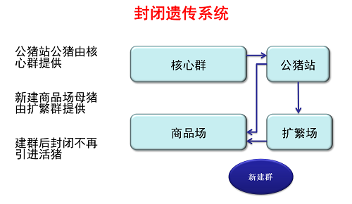 李学伟：后非瘟时代，不光要好“种”，选配也至关重要