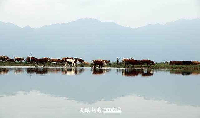 兴仁：发展肉牛养殖 致力打造肉牛全产业链