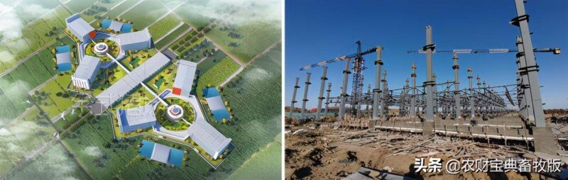 面世一周年，余式猪场5.0遍地开花