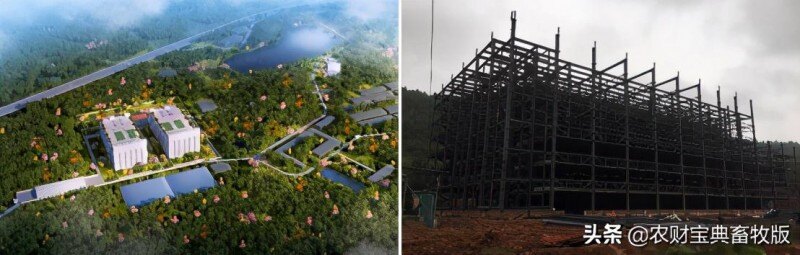 面世一周年，余式猪场5.0遍地开花