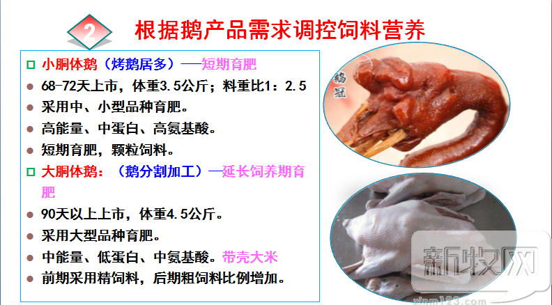王宝维：精准设计饲料配方，保障水禽健康养殖