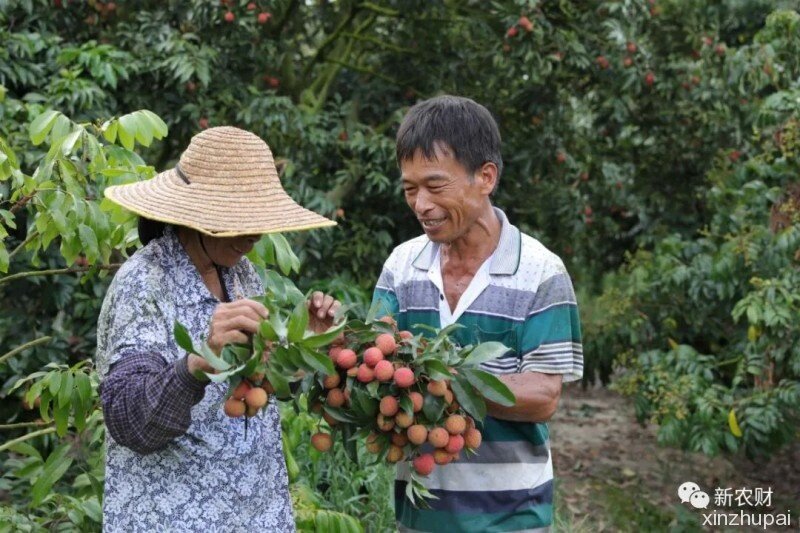 脑洞大开：养猪和种荔枝哪个更赚钱？北大才子竟这样说