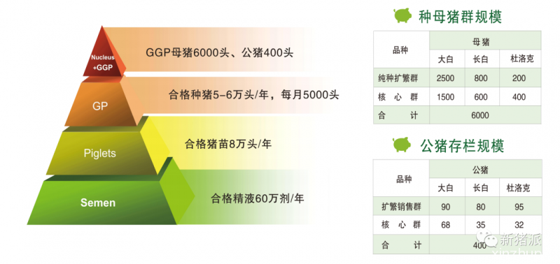 斥资5.5亿！为造国产“猪芯片”，这家坐拥6000头原种猪企业准备这么干！