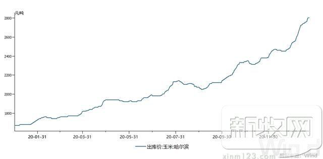 玉米突破3000元/吨，饲料跟涨“一周一调价”