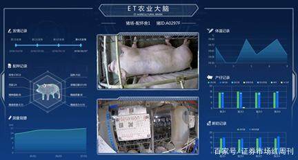 生猪抵押成现实 微光成炬暖三农