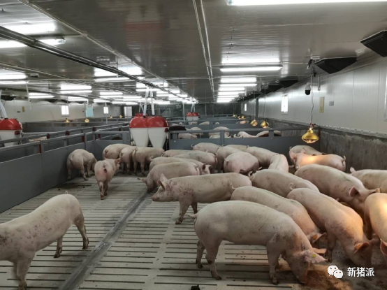 加快布局养殖业务，正大康地开启饲料+养殖双核驱动模式 | 探寻中国好种猪