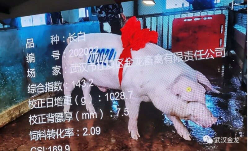 021探寻中国好种猪第6站——走进武汉金龙集团"