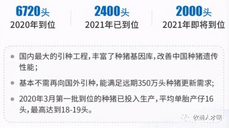 正邦：不再向牧原采购仔猪，今年拟招超万人仅限本科