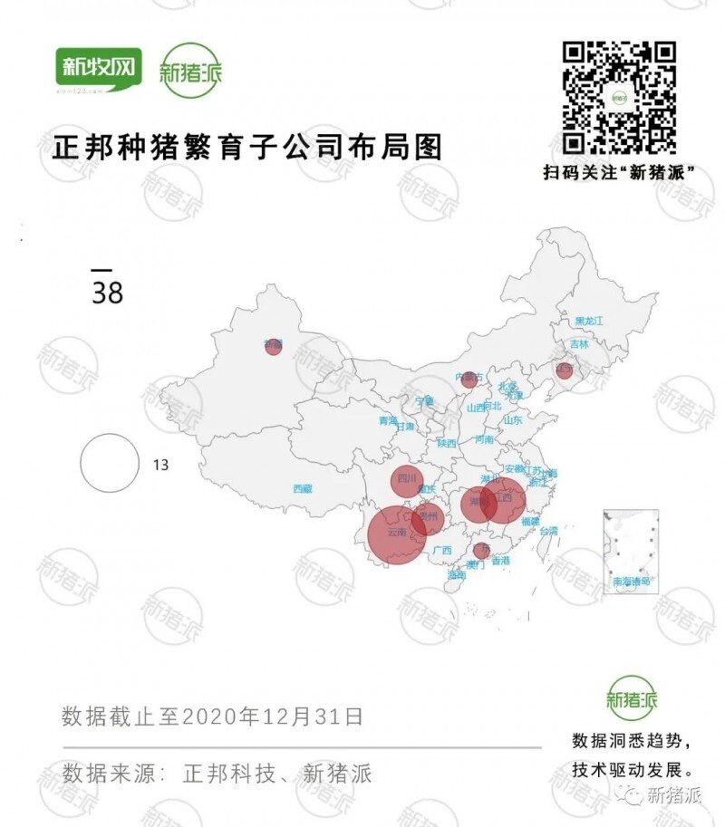 神操作！正邦投500亿布局2200万头产能，却半年淘汰85万头母猪