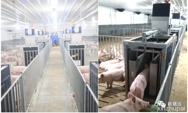 年目标种猪存栏15万头、出栏300万头：金陵农牧育种驱动扩张"