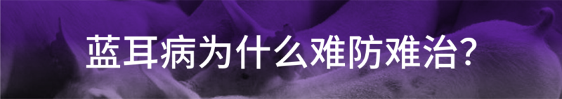 蓝耳病防控需要体系化：四种感染猪场转归可以有这样的路径！