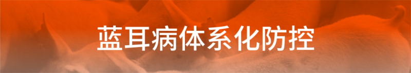 蓝耳病防控需要体系化：四种感染猪场转归可以有这样的路径！