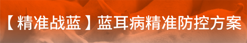 蓝耳病防控需要体系化：四种感染猪场转归可以有这样的路径！