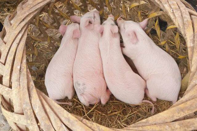 产能恢复超预期，生猪养殖盈利遇双向挤压
