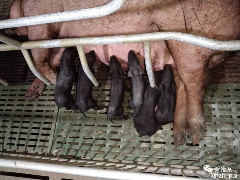 刚刚，克隆粤东黑猪诞生！华南农业大学&温氏操刀，抢救濒危地方猪种