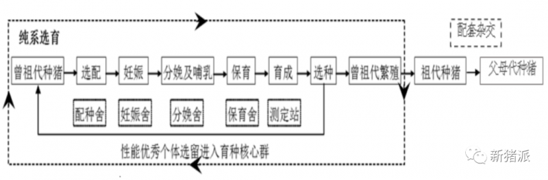 从克隆猪看温氏育种：8大基地1.2万头核心群，具备独立上市能力|探寻中国好种猪