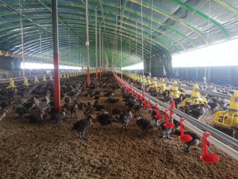 物联网+智慧养殖，让养殖经验有