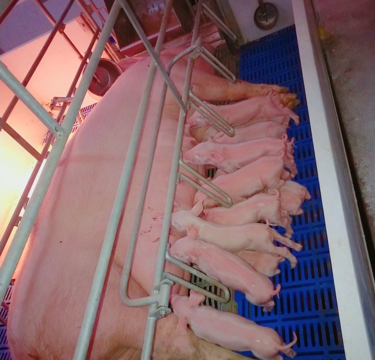 月销超10万吨！双胞胎高温母猪料在全国掀起了抢购风暴