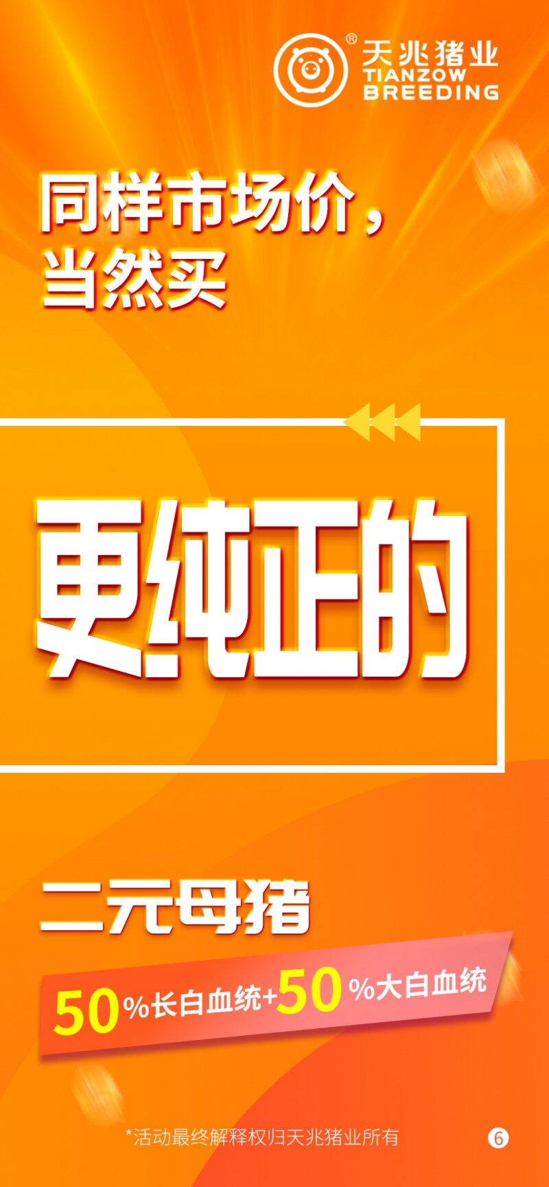 天兆618種豬大促銷：純種豬3500元起/ 60kg，二元母豬2400元起/100kg