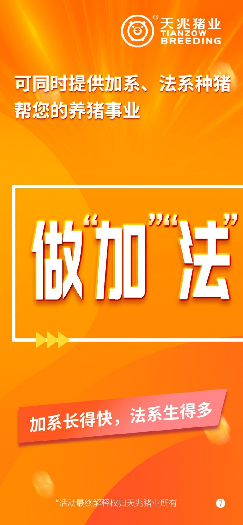 天兆618種豬大促銷：純種豬3500元起/ 60kg，二元母豬2400元起/100kg