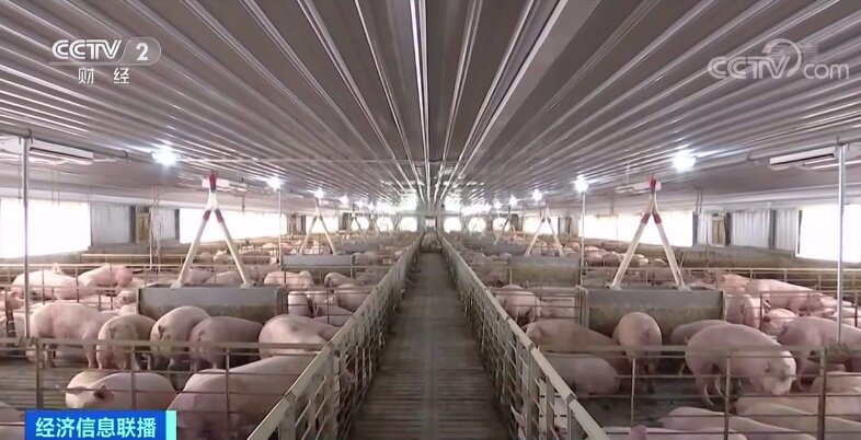 生猪价格同比降五成 农业农村部提醒合理安排出栏节奏