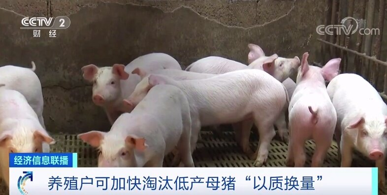 生猪价格同比降五成 农业农村部提醒合理安排出栏节奏