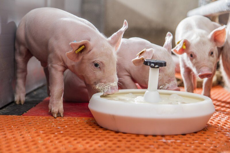 当前猪群的营养管理矛盾与仔猪酸奶解决方案