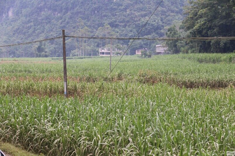 全国脱贫攻坚优秀个人韦克：带领村民养牛实现脱贫，将借产业园东风养殖高端肉牛