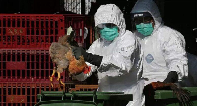 俄罗斯暴发禽流感疫情 约42万只禽类受到感染