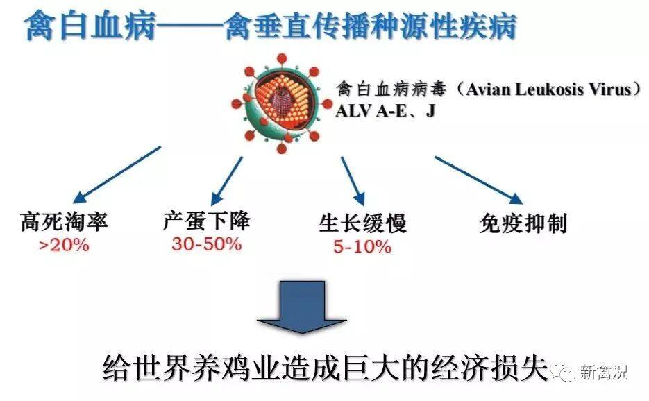 首批国家级动物疫病净化场名单公布！有温氏、立华、新广、祝氏、鸿光、圣农、益生、峪口、晓鸣、华裕、中农11个养殖场