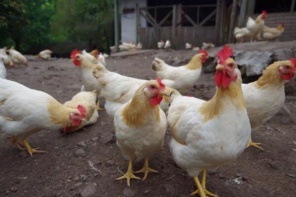 传统名鸡也赶时髦，探秘“活在冰箱里的杏花鸡”