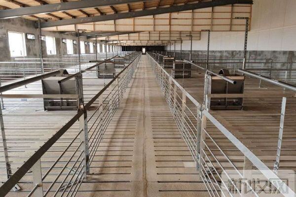 鸭鹅的“新城疫”，防控起来要“死”要“活”！丨正业特约-鸭大夫讲堂