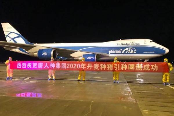 唐人神引进GGP丹系种猪，挑战PSY36头高产目标