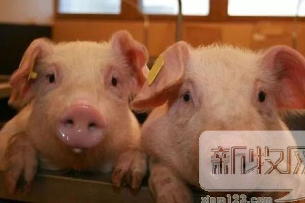 进口肉暴涨74％，全年恐突破400万吨，为何猪肉价格依然很贵