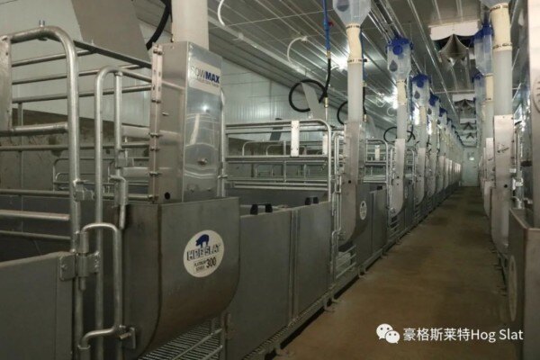 李定刚：中国不缺乏中药，但缺能治病的好中药【2019国鸡产业高峰论坛】