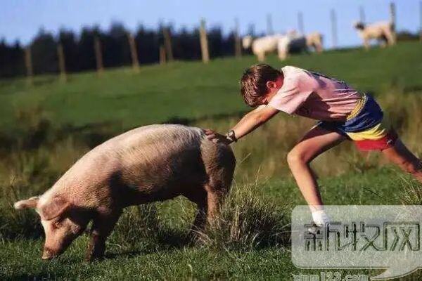 价格上涨29.1%，未来国鸡该不该上量？这场圆桌论坛国鸡大咖给您答案【2019国鸡产业高峰论坛】