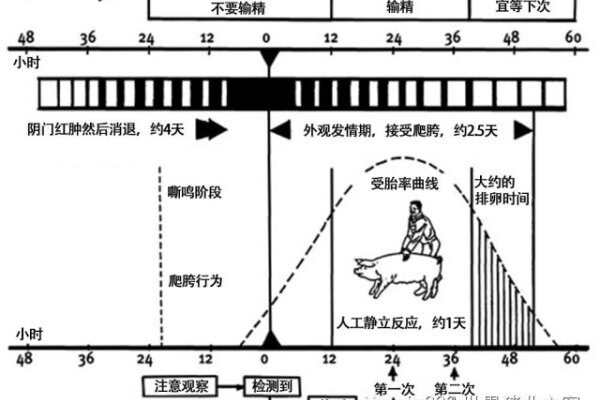 人工授精时间的把握对受胎率的影响