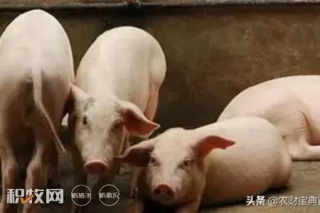 长春要签订年出栏100万头商品猪项目