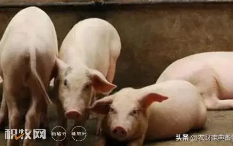 长春要签订年出栏100万头商品猪项目