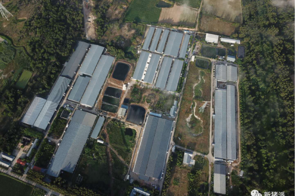 存栏母猪2000头、满是黑科技！德兴北欧农场升级版内部构造曝光