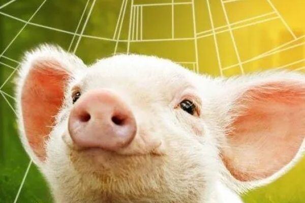 配种管理五：不同环境下母猪的授精