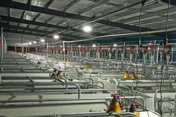 老旧猪场的防非升级改造方案