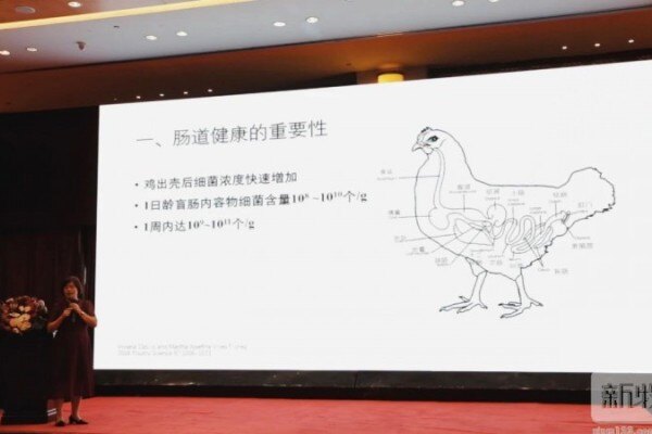 热烈祝贺！“园丰麻鸡2号”获得国家畜禽新品种证书